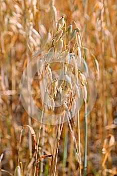 Ripe ears of oat and oat field last days before harvesting.