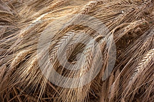 Ripe ears of rye close-up under the rays of the sun, golden wheat field