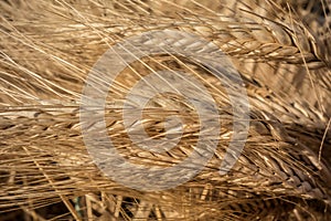 Ripe ears of rye close-up under the rays of the sun, golden wheat field