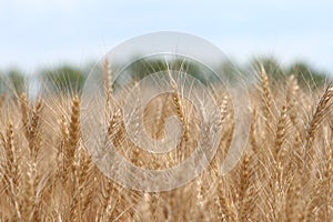 Ripe ears of rye closeup