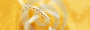 Ripe ears of rye in field during harvest. Agriculture summer landscape. Rural scene. Macro. Panoramic image