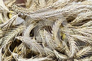 Ripe ears of wheat.