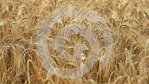 Ripe ears of wheat in the field full frame