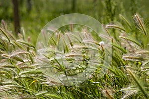 Ripe ears of wheat in the field, selective focus. Rural area, agricultural field. Grain harvest in Aitona, Lleida, Spain.