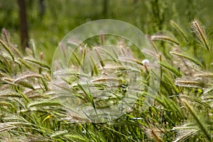 Ripe ears of wheat in the field, selective focus. Rural area, agricultural field. Grain harvest in Aitona, Lleida, Spain