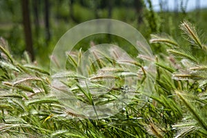 Ripe ears of wheat in the field, selective focus. Rural area, agricultural field. Grain harvest in Aitona, Lleida, Spain