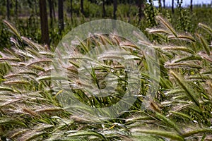 Ripe ears of wheat in the field, selective focus. Rural area, agricultural field. Grain harvest in Aitona, Lleida, Spain