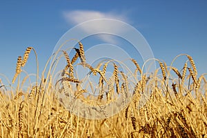 Ripe ears of wheat in the wheat field under the blue sky