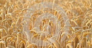 Ripe ears of wheat glow in the sunset rays close-up. Blurred background. Bewitching rustle of spikelets. Golden grain
