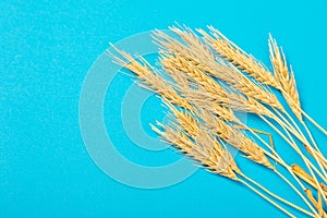 Ripe ears of wheat isolated on a blue background. Top view, flat lay of wheat groats grain deficiency