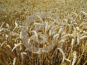 Ripe ears of wheat.