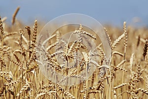 Ripe ears of wheat