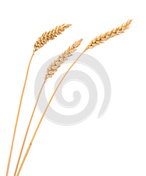 Ripe ears of wheat.