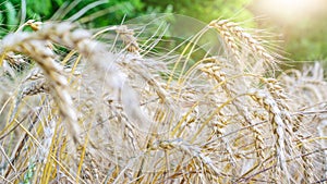 Ripe ears wheat in the sunlights closeup. Season of harvesting