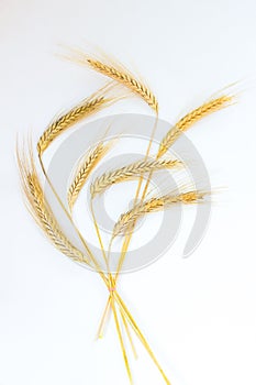 Ripe ears of wheat tied with a rope