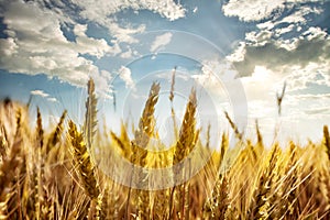 Ripe ears of wheat under the blue sky