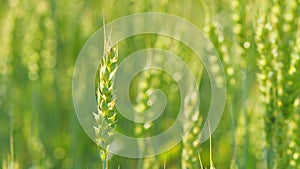 Ripe ears of wheat waving swaying in wind. Agricultural business. Beautiful nature, rural scenery. Close up.
