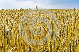Ripe ears of wheat on a yellow agricultural field