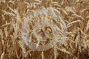 Ripe ears of winter barley in the field