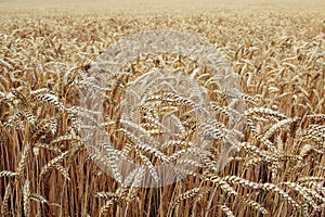 Ripe ears of winter barley in the field