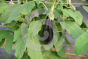 Ripe eggplant in the garden. Fresh organic eggplant. Purple eggplant grows in the soil. Eggplant culture grows in the greenhouse.