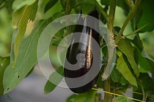 Ripe eggplant in the garden. Fresh organic eggplant. Purple eggplant grows in the soil. Eggplant culture grows in the greenhouse.