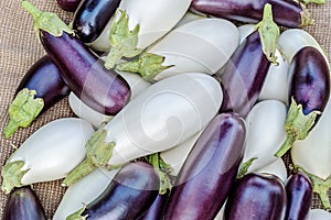 Ripe eggplants