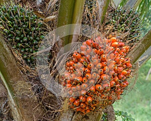 Ripe oil palm, elaeis guineensis on its tree, waiting to be harvested, oil palm photo