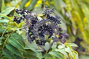 Ripe elderberries on the bush with a blurred background