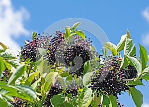 Ripe elderberries on the bush