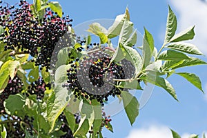 Ripe elderberries on the bush