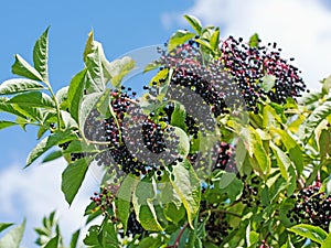 Ripe elderberries on the bush