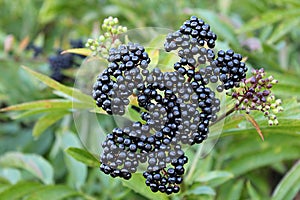 Ripe elderberry