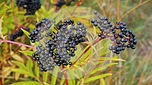 Ripe elderberry bush close-up,plantation with elderberry.