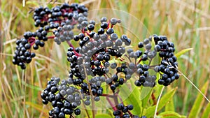 Ripe elderberry bush in green foliage,elderberry plantation.