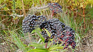 Ripe elderberry swaying in the wind,elderberry plantation,elderberry bush in the garden.