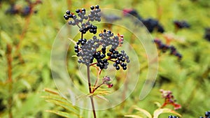 Ripe elderberry top view, slow motion elderberry bush on plantation. Growing black berries.