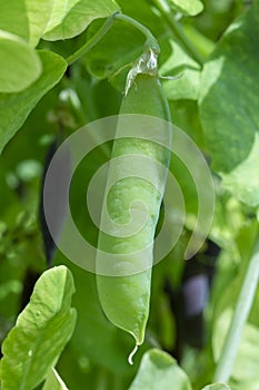 Ripe english garden peas plant, green pea pod, close up