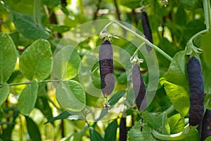 Ripe english garden peas plant, pea pod Blauwschokkers, close up