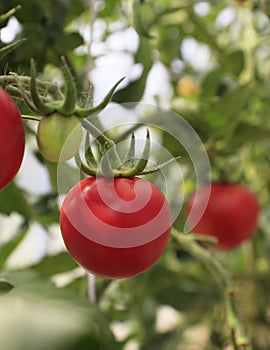 Ripe farm tomatoes on the bush. A crop of tomatoes grown in a community garden. Urban garden