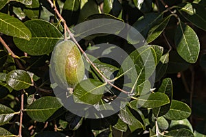 Ripe feijoa fruit on tree
