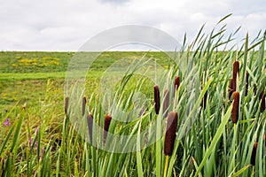 Ripe female flower spikes of bulrush plants from close