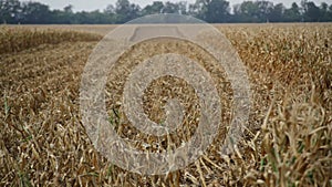 Ripe field corn rustling