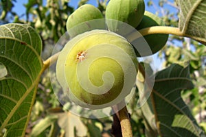 Ripe Fig