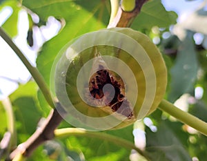 Ripe fig fruit in close-up hanging on a branch of a fig tree