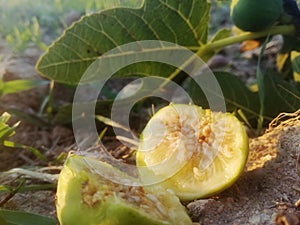 Ripe fig. Fruit with green skin and white pulp, sweet.