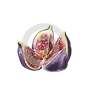 Ripe fig fruit slice isolated on white background. Watercolor handrawing botanic realistic illustration. Art for design