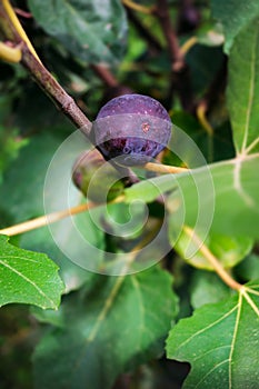 Ripe fig fruit on the tree attached to the branch
