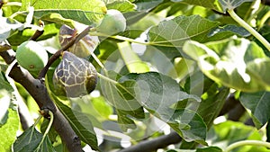 Ripe fig hanging at branch of a fig tree in a plantation