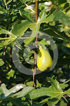 Fig fruit on a bush under sunlight photo